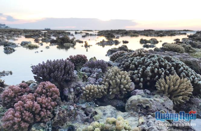 Dự án “Ứng dụng tiến bộ kỹ thuật trồng phục hồi rạn san hô khu vực ven biển, ven bờ Lý Sơn” đã phục hồi được 2ha san hô.  ẢNH: PV