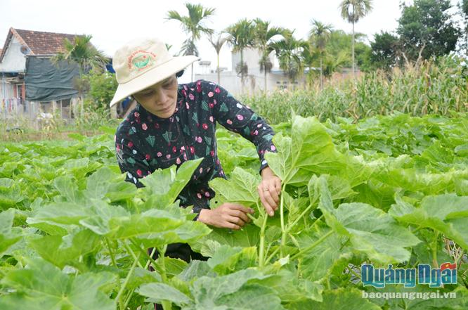Chị Trần Thị Nhung ở thôn Thanh Long, xã Đức Thắng chăm sóc vườn đậu bắp.