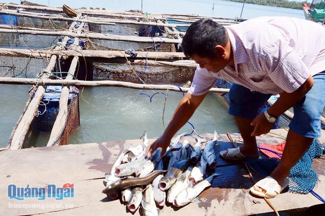  Cá chết bất thường, khiến nhiều hộ dân nuôi thủy sản lồng bè ở xã Phổ Thạnh (Đức Phổ) bị thiệt hại nặng.