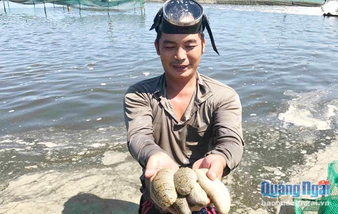  Mô hình nuôi hải sâm được kỳ vọng sẽ góp phần khôi phục nghề nuôi trồng thủy sản ven biển.