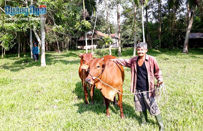 Nhờ nguồn vốn vay ưu đãi, ông Nguyễn Văn Chín, ở thôn Suối Loa, xã Ba Động (Ba Tơ) đã đầu tư mua bò sinh sản về nuôi.