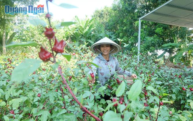 Chị Trịnh Thị Thu Hà, ở xã Hành Phước (Nghĩa Hành) thu hoạch hoa atiso đỏ.