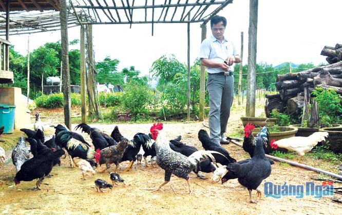  Sản phẩm gà Re ở huyện Ba Tơ hút người tiêu dùng, nhưng đến nay người dân vẫn chưa thể mở rộng quy mô nuôi.