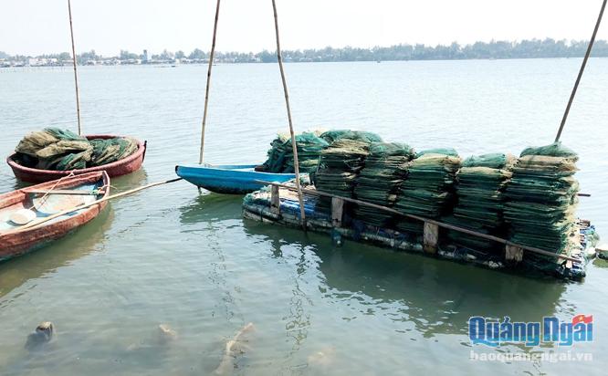  Lưới trũ mùng được nhiều ngư dân khai thác ven bờ sử dụng.