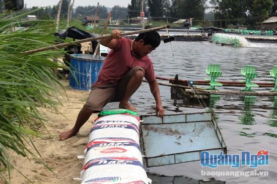 Video: Nuôi tôm trái vụ, nông dân lao đao theo nước lũ