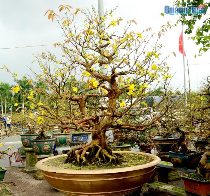 Cây mai có tên Bát Tiên của anh Nguyễn Huy, số nhà 1005, nằm trên đường Quang Trung, TP.Quảng Ngãi được anh định giá bán trên 200 triệu đồng.