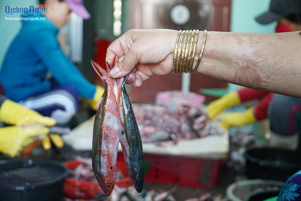 Làng chả cá Định Tân nổi tiếng có hơn 50 cơ sở làm chả cá đỏ củ
