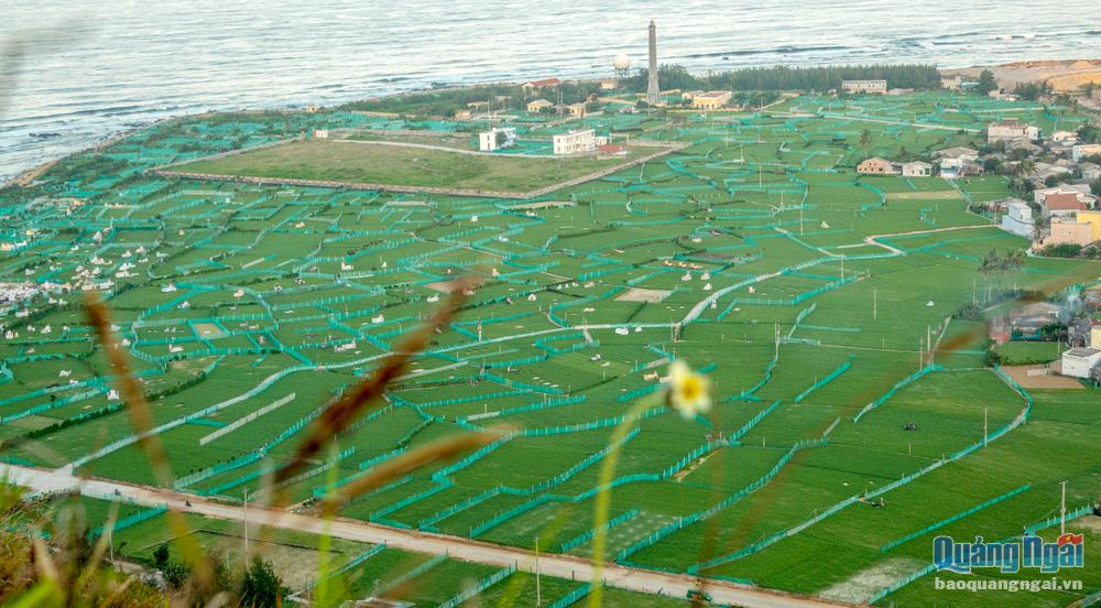 Từ trên đỉnh núi Thới Lới nhìn xuống cánh đồng thuộc thôn Đông (xã An Vĩnh), màu xanh của tỏi và những hàng lưới giăng như đan vào nhau tạo nên bức tranh khá đẹp.