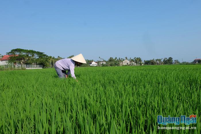 Chiều mùng 4 Tết, bà Phan Thị Kim Anh ở xã Nghĩa Trung (Tư Nghĩa) ra đồng tháo nước và theo dõi các ruộng lúa bị chuột cắn phá.