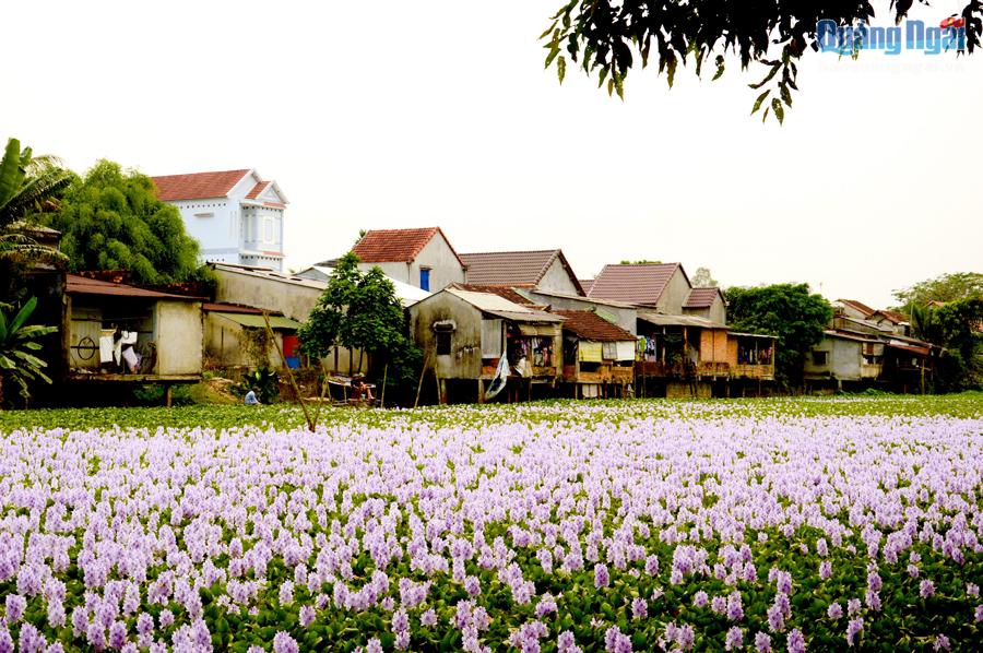  Hoa lục bình đua nhau nở ở “Ao cá Bác Hồ”, xã Nghĩa Lâm, huyện Tư Nghĩa.