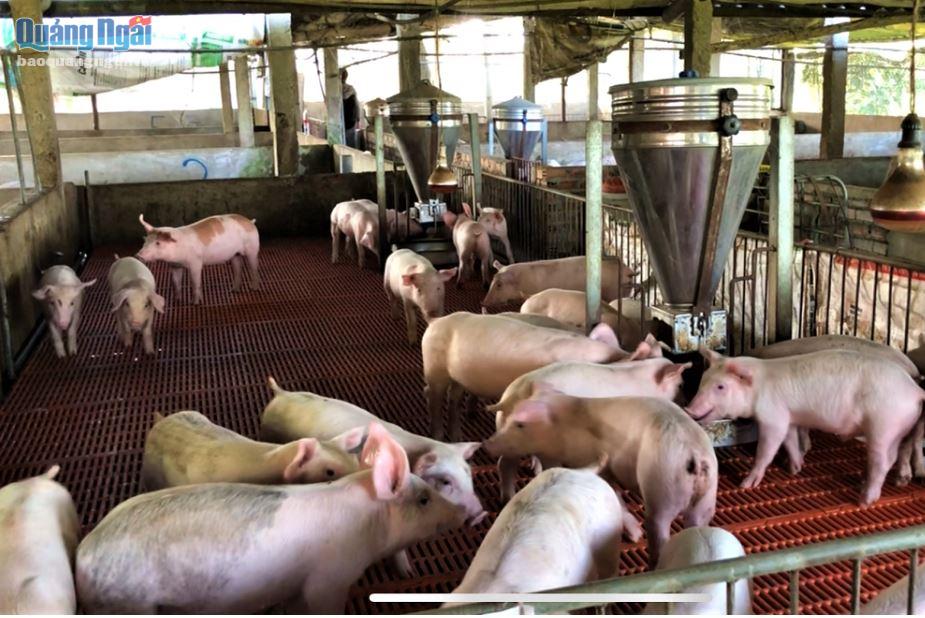 Chủ tịch UBND tỉnh yêu cầu các sở ngành, địa phương tăng cường các biện pháp phòng chống dịch tả lợn