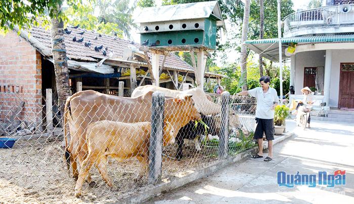  Gia đình ông Phạm Ngọc Giàu có cuộc sống ổn định nhờ phát triển chăn nuôi bò.
