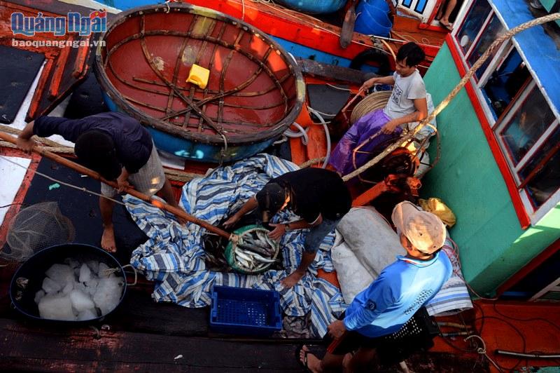 Ngư dân đưa cá từ khoang lên bờ để bán cho thương lái.