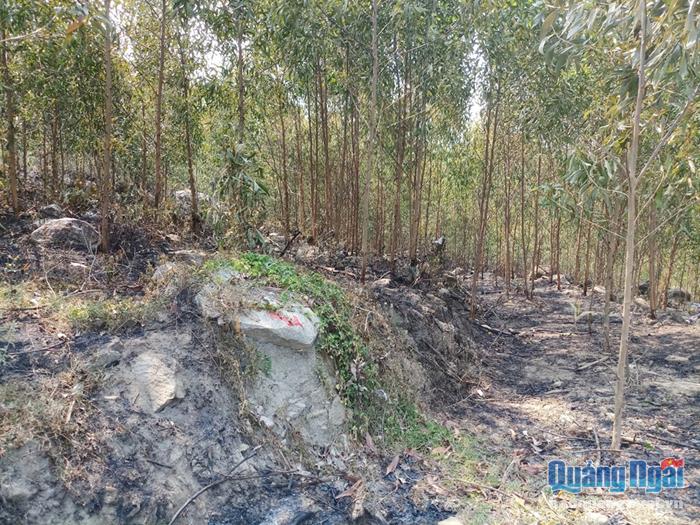 Hiện trường vụ cháy rừng ở huyện Bình Sơn làm chết một người đầu tháng 5.2019