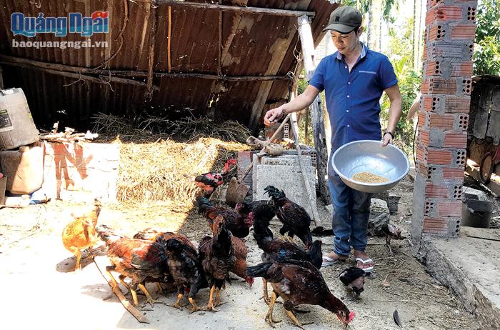 Anh Nguyễn Phước An, ở thôn Kỳ Thọ Bắc, xã Hành Đức (Nghĩa Hành) đang chăm sóc đàn gà từ dự án hỗ trợ sinh kế.
