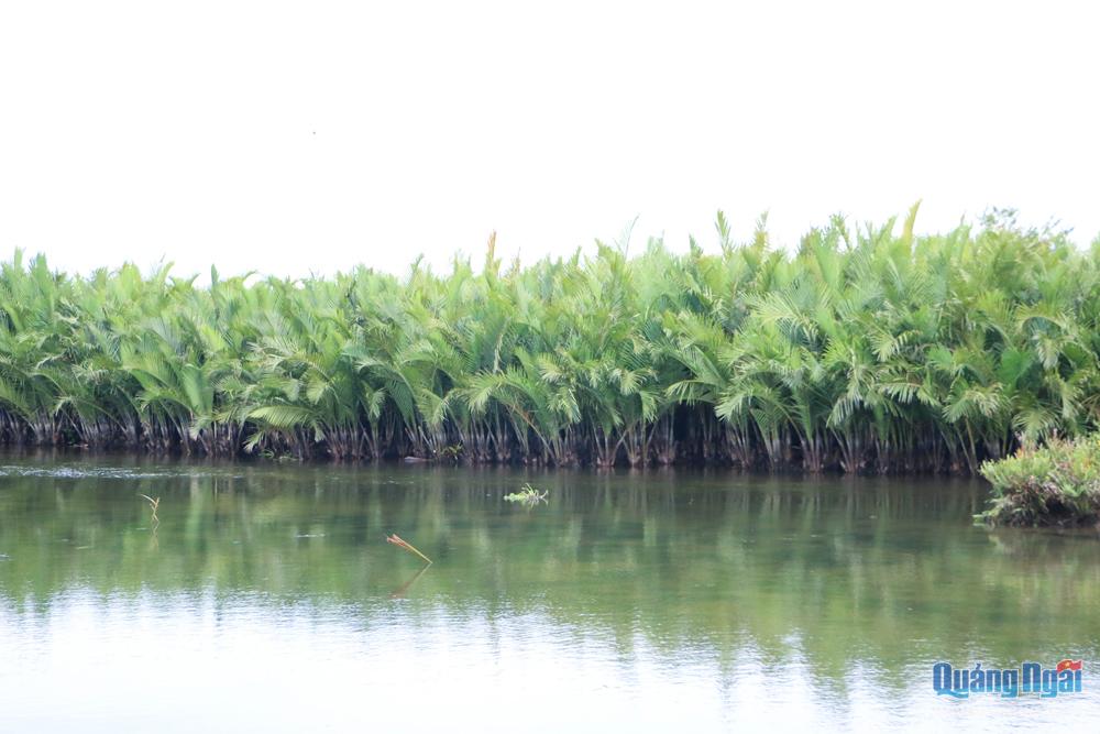 Khu vực rừng dừa nước Tịnh Khê có diện tích hơn 9ha. Những tán dừa nước xanh mơn mởn, phát triển quanh năm.