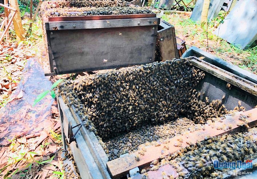 Theo kinh nghiệm của những người nuôi ong, khi đặt thùng ong phải đặt cửa tổ hướng về phía nam, đó là hướng ấm áp vì giống ong không chịu rét. Để cửa tổ hướng khác, đặc biệt là hướng bắc thì ong không thuận trong việc sinh sôi bầy đàn và kiếm ăn