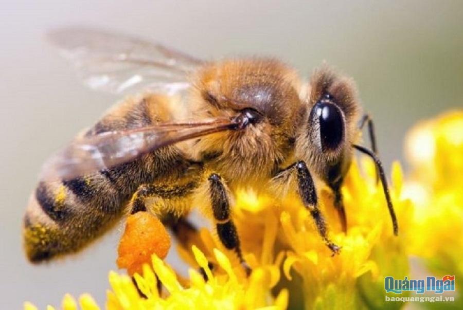 Trong sản xuất nông nghiệp, việc con ong lấy mật sẽ rất tốt cho cây trồng. Vì, nhờ ong mà cây sẽ tăng cường được sự thụ phấn, kết trái. Nhưng vì nhiều người dân không hiểu nên khi thấy đàn ong đến thì họ xua đuổi. Do vậy, mà những trại nuôi ong phải dần lui về ở những rừng cây hẻo lánh, ở sâu trong núi. Nghề nuôi ong cũng vì thế mà vất vả hơn rất nhiều