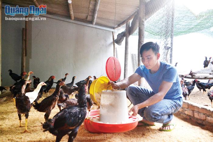  Anh Lê Tấn Thanh, xã Nghĩa Điền (Tư Nghĩa) chăm sóc đàn gà.  ẢNH: HIỀN THU