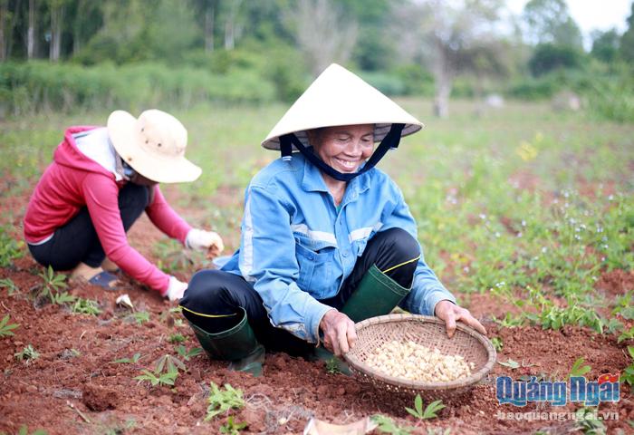 Người dân xã Bình Phú (Bình Sơn) thu hoạch nén.