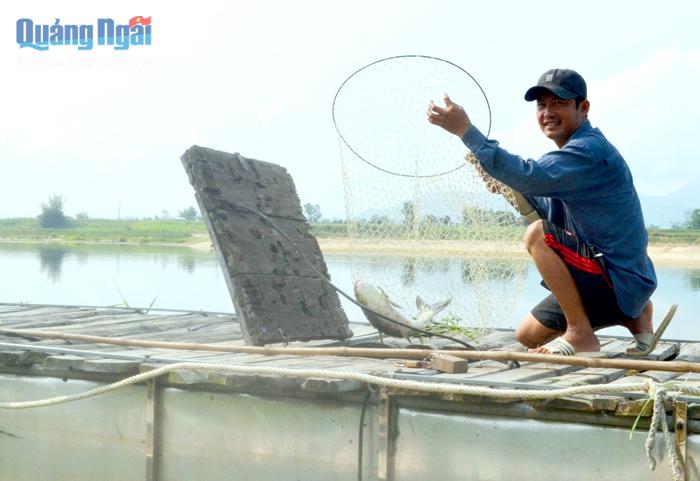 Anh Lê Tấn Kiều thu hoạch cá lồng trên sông Trà.
