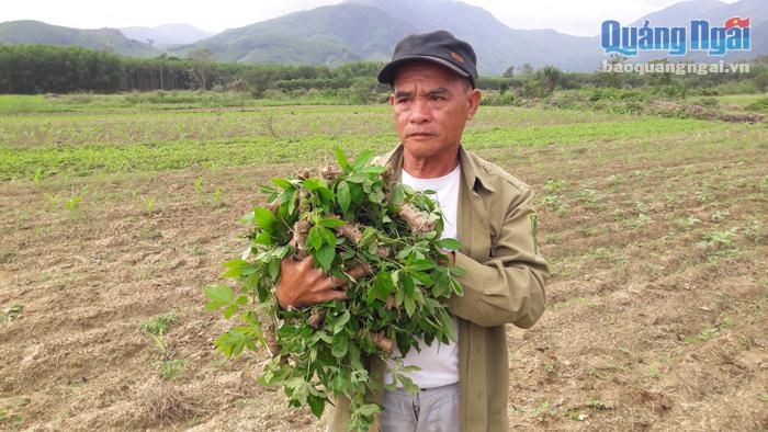  Nông dân huyện Nghĩa Hành nhổ bỏ cây mì mới trồng bị bệnh khảm lá vi rút .                    Ảnh: THÁI LOAN