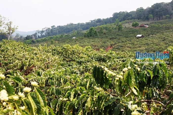 Hoa cà phê nở rộ trên nương rẫy ở xã Sơn Lang, huyện KBang (tỉnh Gia Lai).