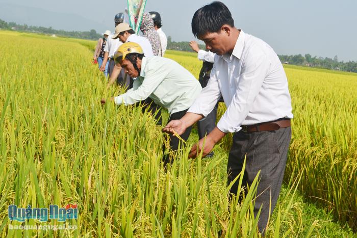 Mô hình liên kết sản xuất lúa giống ở xã Nghĩa Trung (Tư Nghĩa) góp phần tăng thu nhập cho nông dân.