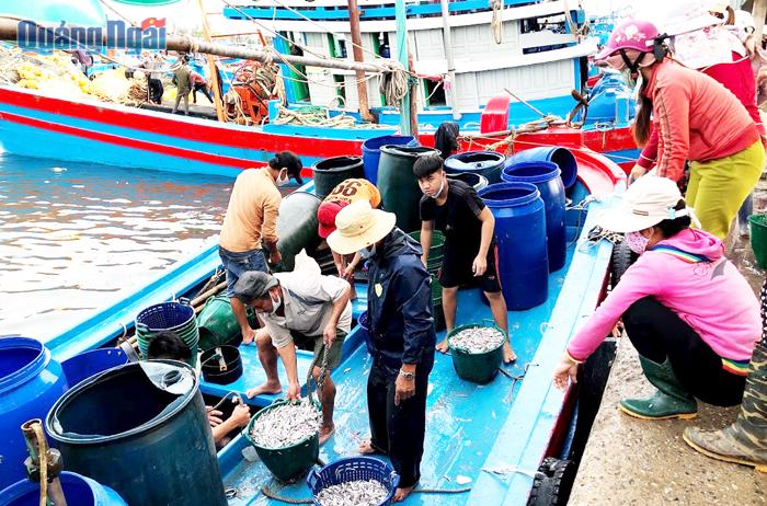 Hoạt động khai thác và thu mua hải sản đã nhộn nhịp trở lại, nhưng ngư dân vẫn gặp khó trong việc tìm nguồn vốn để phục vụ sản xuất.