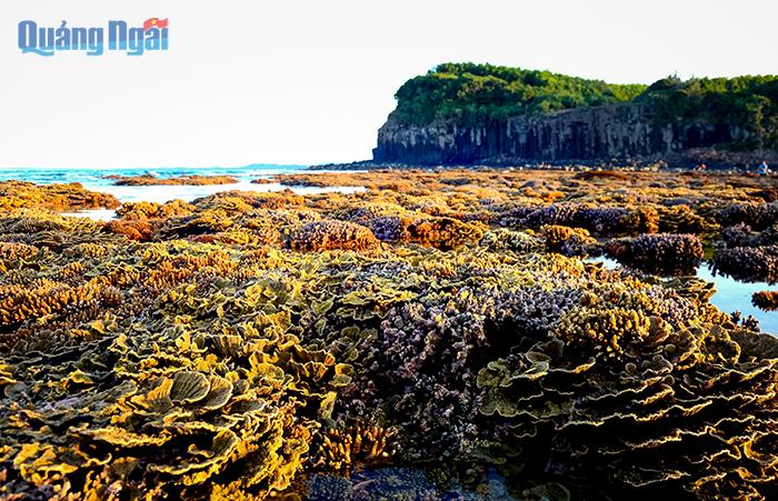 Thủy triều rút, những mảng san hô nổi lên trên mặt nước tạo nên cảnh quan sinh động, hấp dẫn du khách
