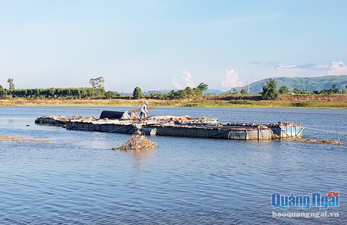 Để đảm bảo mực nước cho cá sinh trưởng, nhiều hộ nuôi cá lồng ở xã Tịnh Sơn (Sơn Tịnh) phải di chuyển lồng cá ra xa bờ.