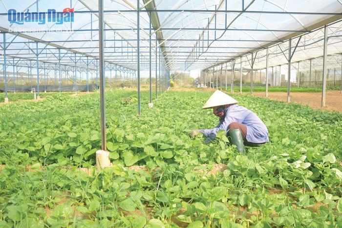 Dự án trồng rau sạch tại Công ty TNHH Nông nghiệp công nghệ cao Qnasafe.