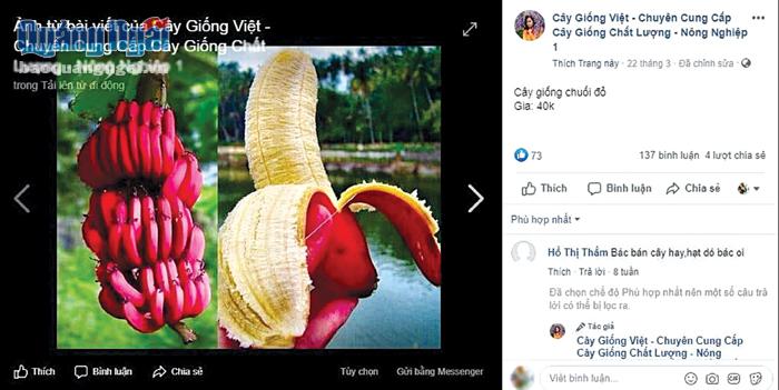 Hình ảnh quả chuối đỏ xử lý qua photoshop cẩu thả được hầu hết các trang Facebook sử dụng để quảng cáo, bán cây giống chuối đỏ.
