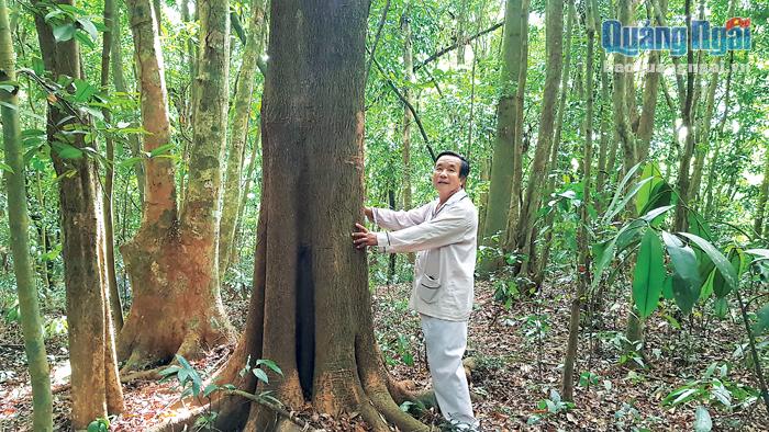 Những cây gỗ quý trong cấm ông Thao được 4 đời nhà họ Lê gìn giữ đến hôm nay.