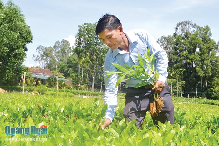 Anh Trần Văn Quang, ở thôn Đồng Nhơn Bắc, xã Tịnh Đông (Sơn Tịnh) kiểm tra cây giống ở vườn ươm.