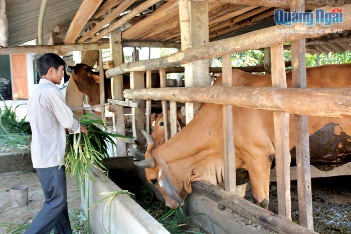 Mô hình nuôi bò Zêbu ở Sơn Tịnh mang lại hiệu quả kinh tế cao. 
