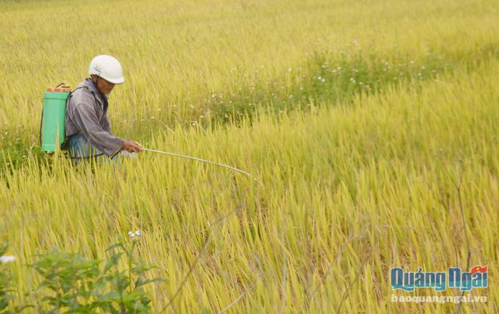 Tuy lúa đã chín, nhưng nhiều nông dân vẫn phun thuốc bảo vệ thực vật để trừ sâu bệnh.