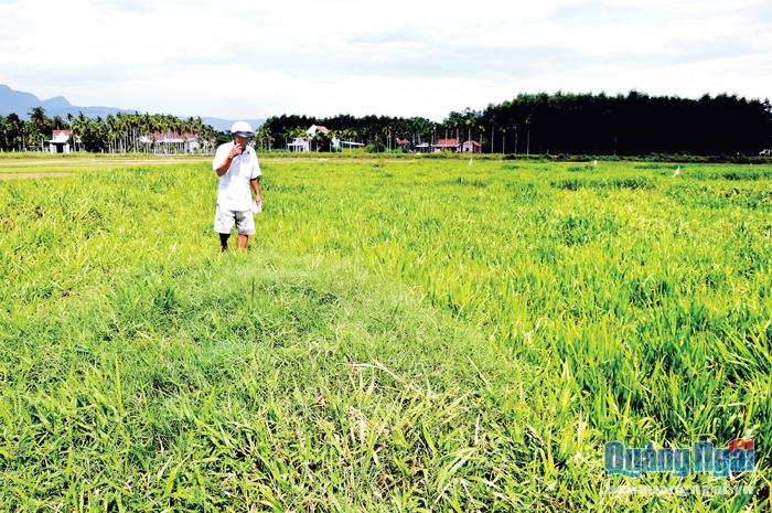 Hơn 3.000m2 đất ở Bầu Du, xã Hành Thuận (Nghĩa Hành) bị bỏ hoang suốt 4 năm qua.