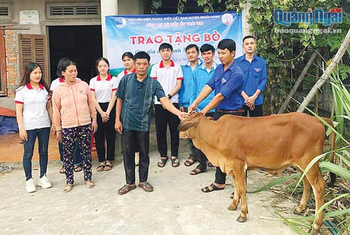 Hội LHTN Việt Nam huyện Nghĩa Hành tặng bò giống cho gia đình anh Trần Quốc Tứ, ở xã Hành Thuận.