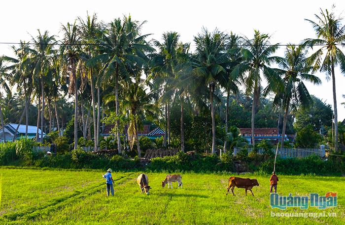 Ở xã biển Phổ Châu, mỗi một thôn xóm đều như được bao quanh bởi dừa