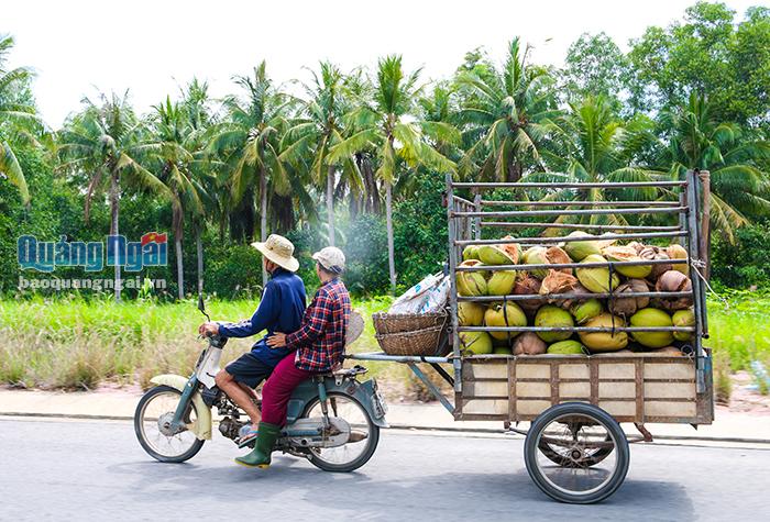 Sau khi thu hái tại vườn, hai vợ chồng bà Nở chở dừa về đợi chuyển cho đại lý thu mua tại Tam Quan (Bình Định)