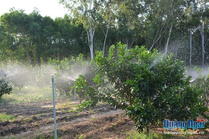Vườn bưởi của ông Minh được đặt hệ thống tưới phun giúp đất được cấp nước đầy đủ