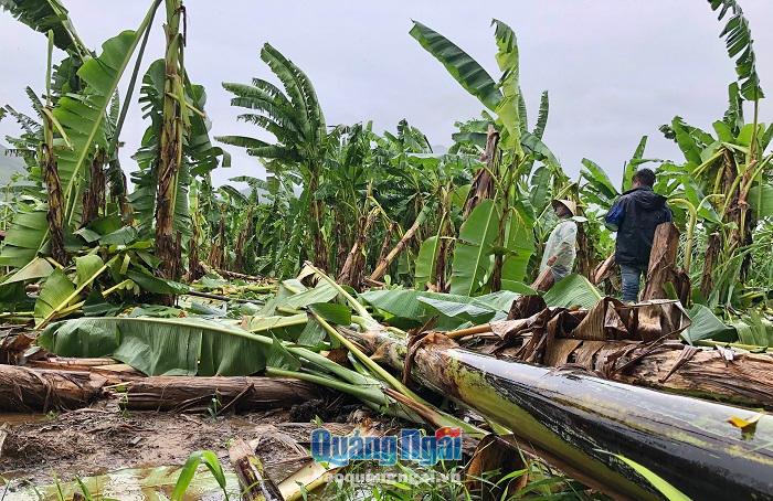 Ước tính khoảng 25 nghìn gốc chuối ngự ở vùng chuyên canh xã Hành Tín Đông bị thiệt hại do bão số 6
