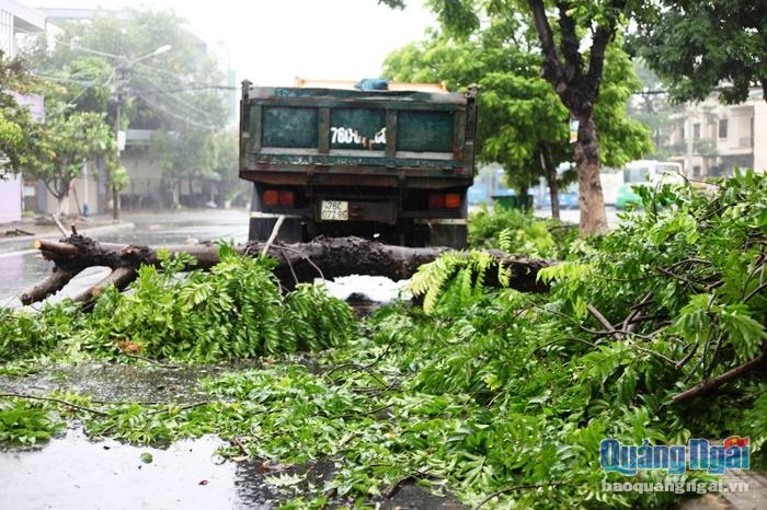 Tại khu vực TP.Quảng Ngãi sáng nay (11.10), một số cây xanh bị ngã đổ. 