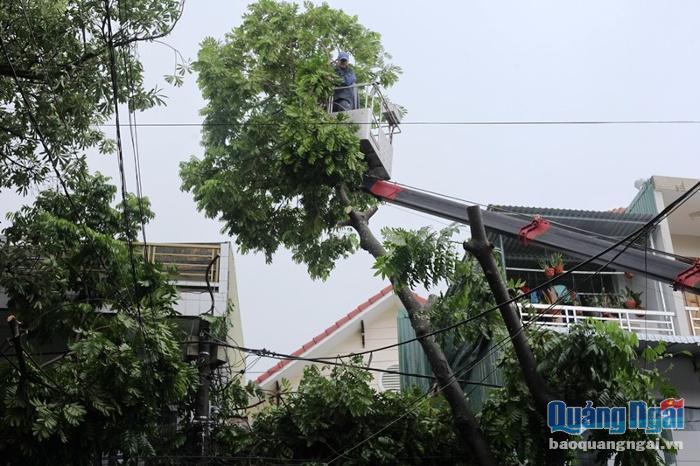 Nhân viên của Xí nghiệp công viên cây xanh-  Công ty CP Môi trường đô thị Quảng Ngãi đã tiếp cận hiện trường để hỗ trợ người dân. 