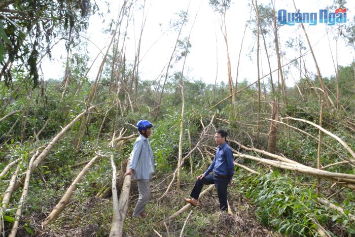 Cơn bão số 9 vừa qua đã làm vườn keo của ông Huỳnh Hữu Tài, ở xã Bình Hiệp (Bình Sơn) ngã đổ, gây thiệt hại 240 triệu đồng.
