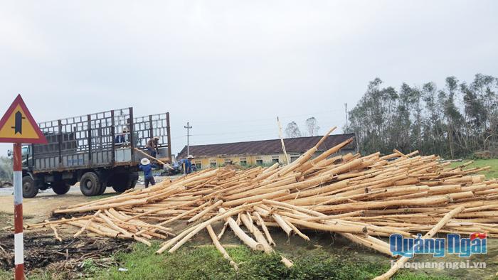 Sau bão số 9, số lượng gỗ keo cần khai thác tăng gấp nhiều lần so với ngày thường vì cây keo ngã đổ nhiều.