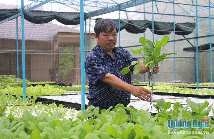 Ông Phan Duy, ở xã Nghĩa Hòa (Tư Nghĩa) chọn những giống rau ngoại nhập để trồng, nhằm mở rộng thị trường tiêu thụ.