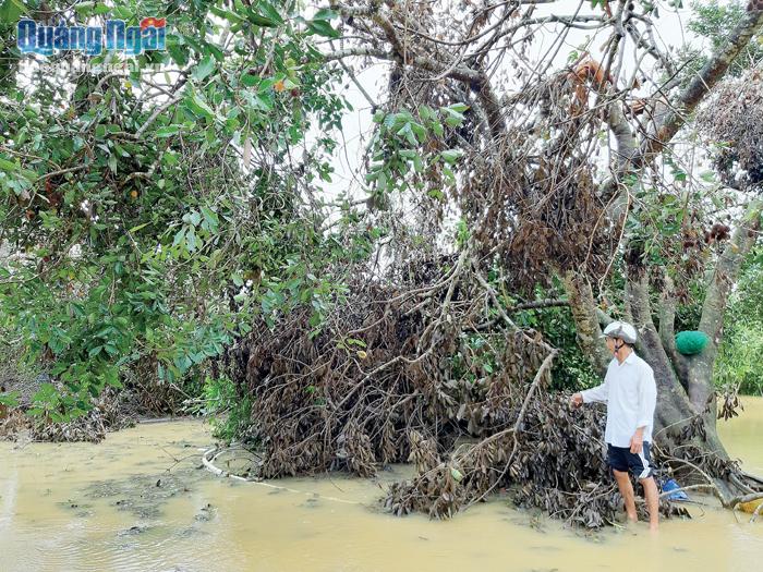 Mưa bão khiến vườn cây ăn quả nhà ông Phạm Đạt, ở xã Hành Minh (Nghĩa Hành) bị thiệt hại nặng, trong đó có hàng chục cây chôm chôm 20 năm tuổi.                                          ẢNH: TL