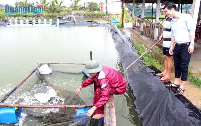 Các thành viên Tổ hợp tác nuôi trồng thủy sản Quan Thánh có thu nhập khá từ nuôi trồng thủy sản quảng canh kết hợp nhiều loại cua, tôm, cá.